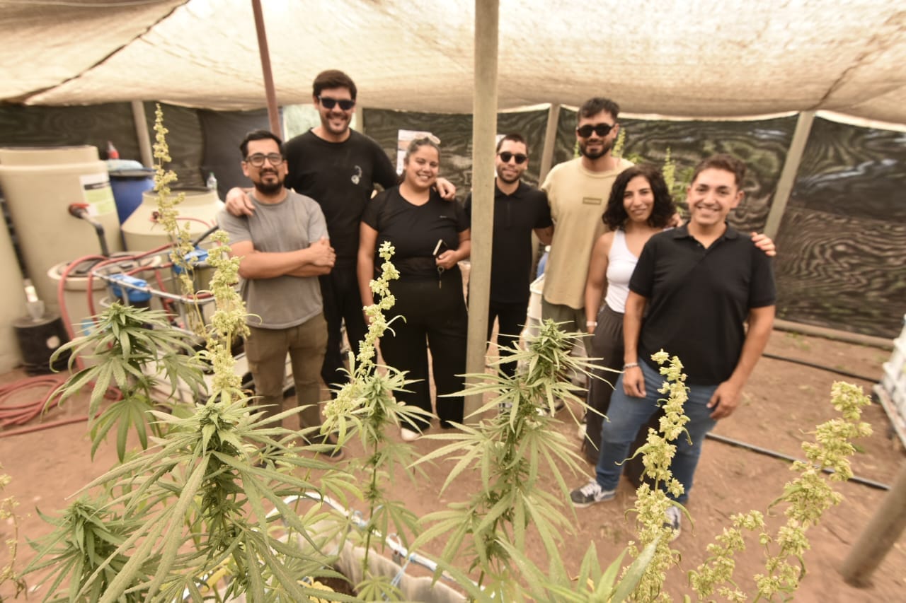 Equipo en un cultivo de cáñamo bajo media sombra