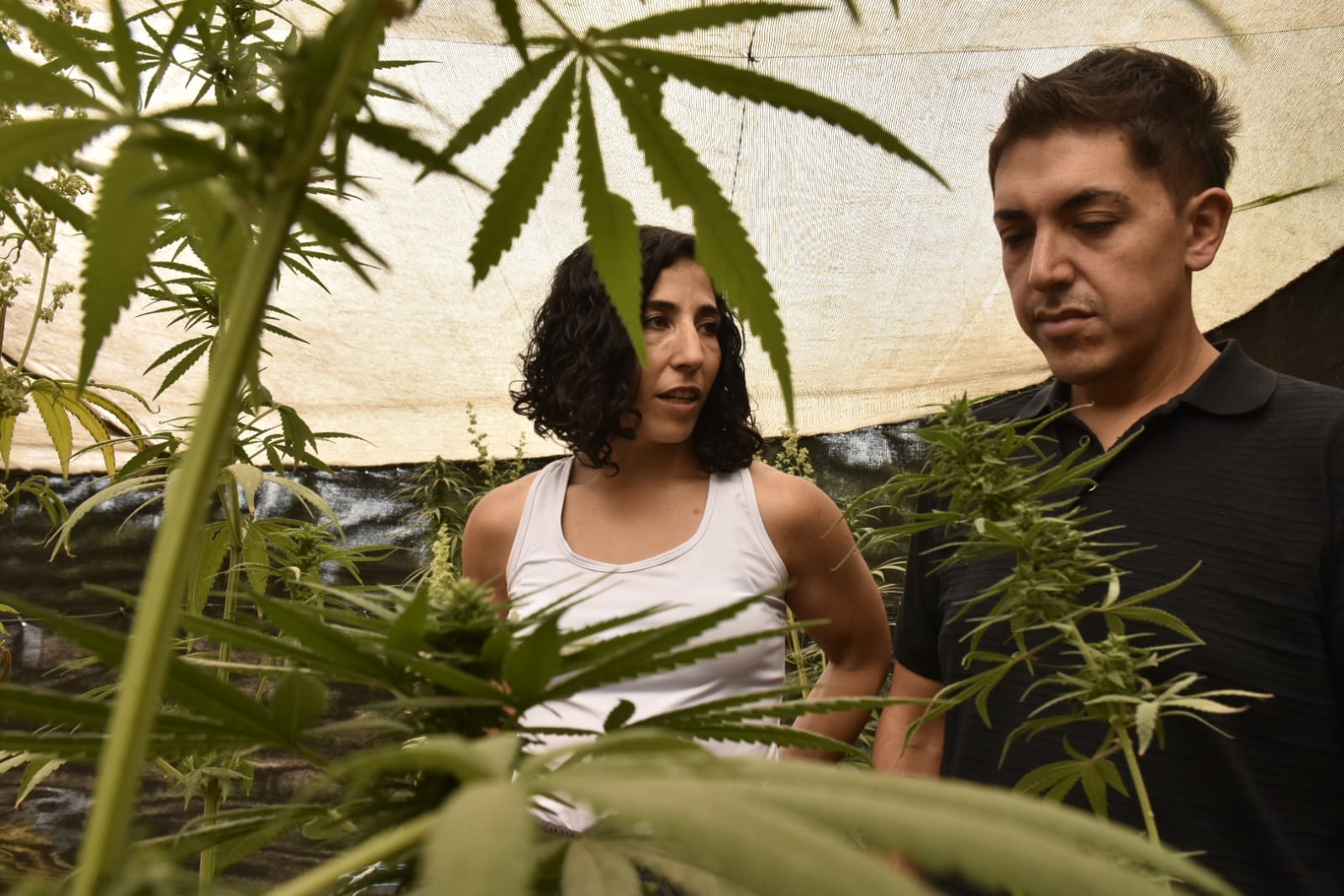 Dos personas recorren plantas de cáñamo en el invernadero