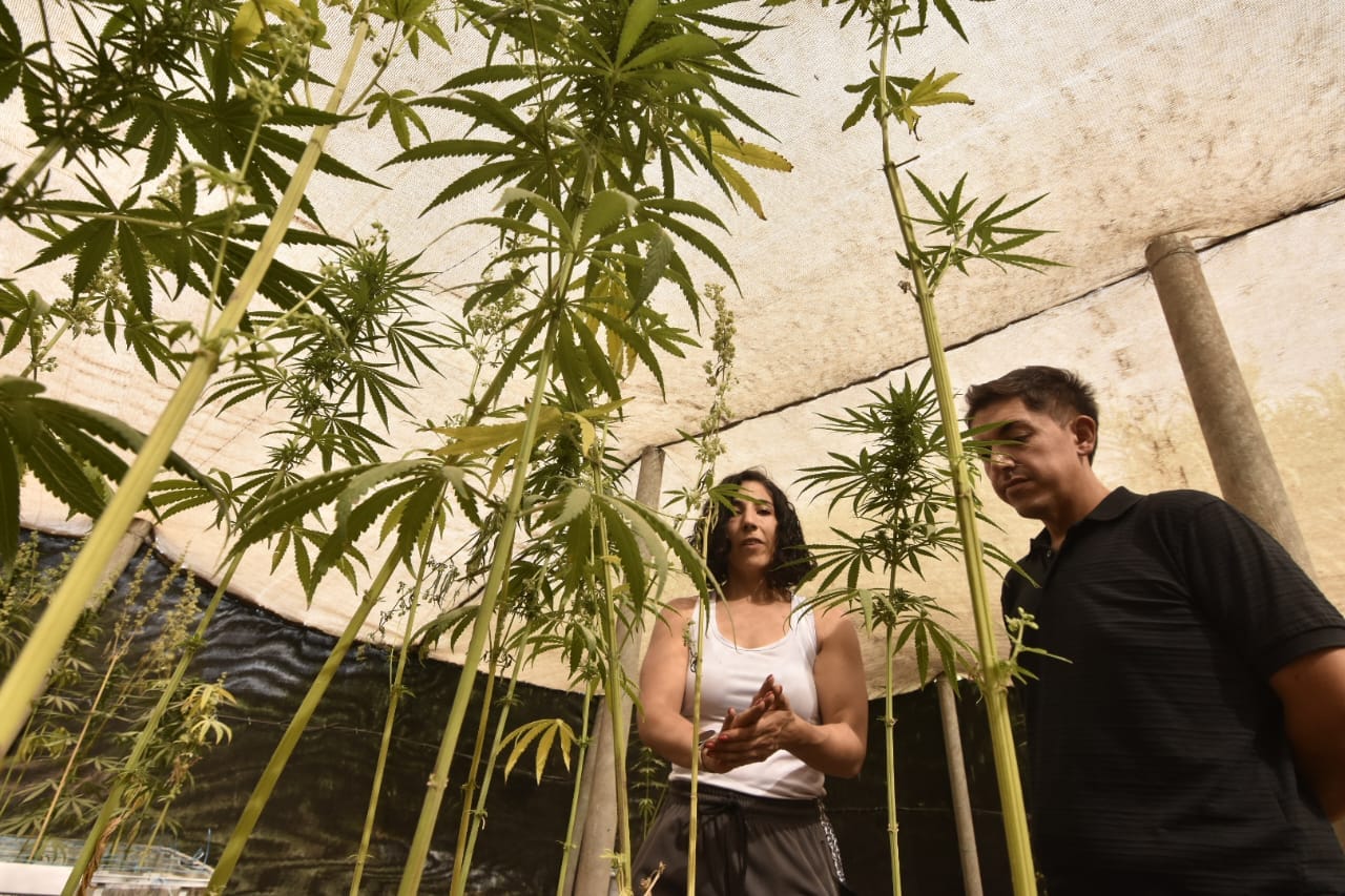 Plantas altas de cáñamo bajo tela de sombra