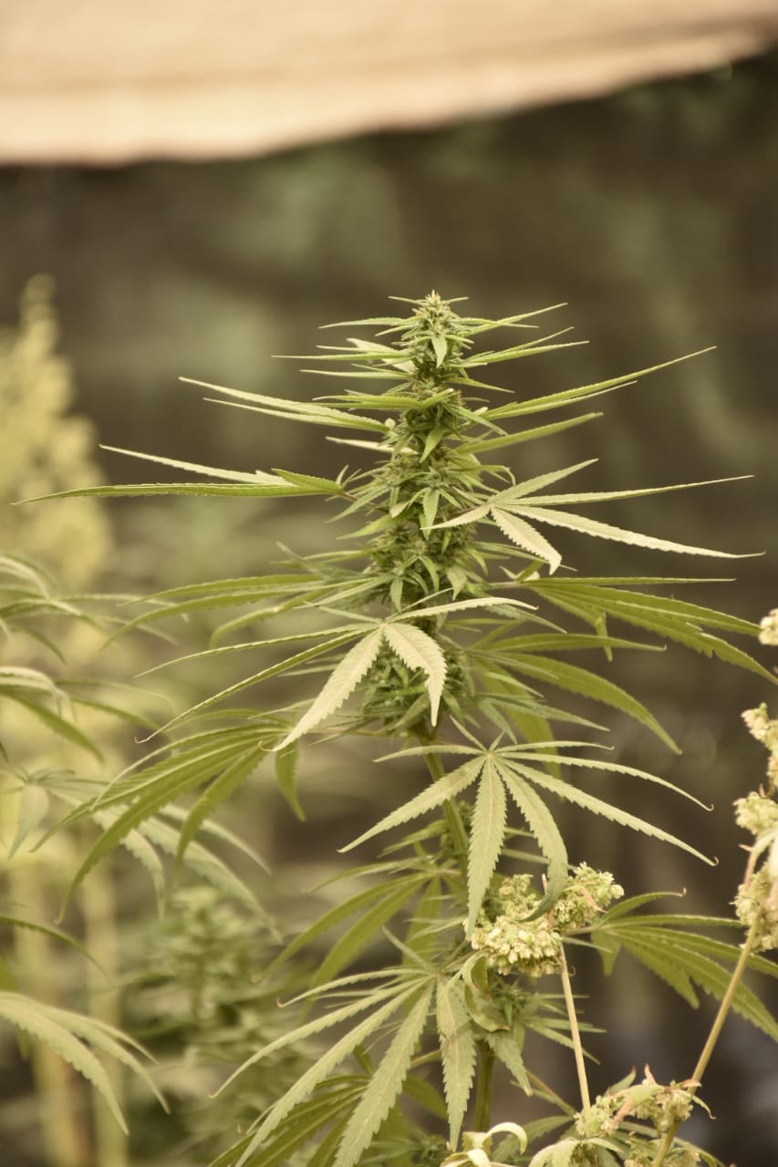 Planta de cáñamo en floración